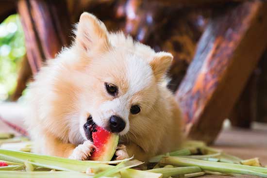Homemade Dog Food Diet